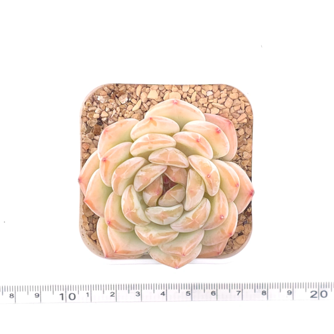 Echeveria ‘Star Snow’ | 星雪 thumbnail 4