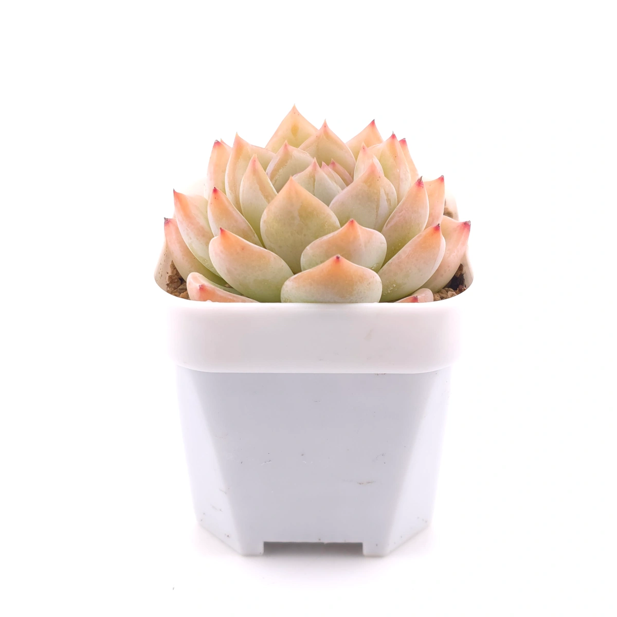 Echeveria ‘Star Snow’ | 星雪 thumbnail 3