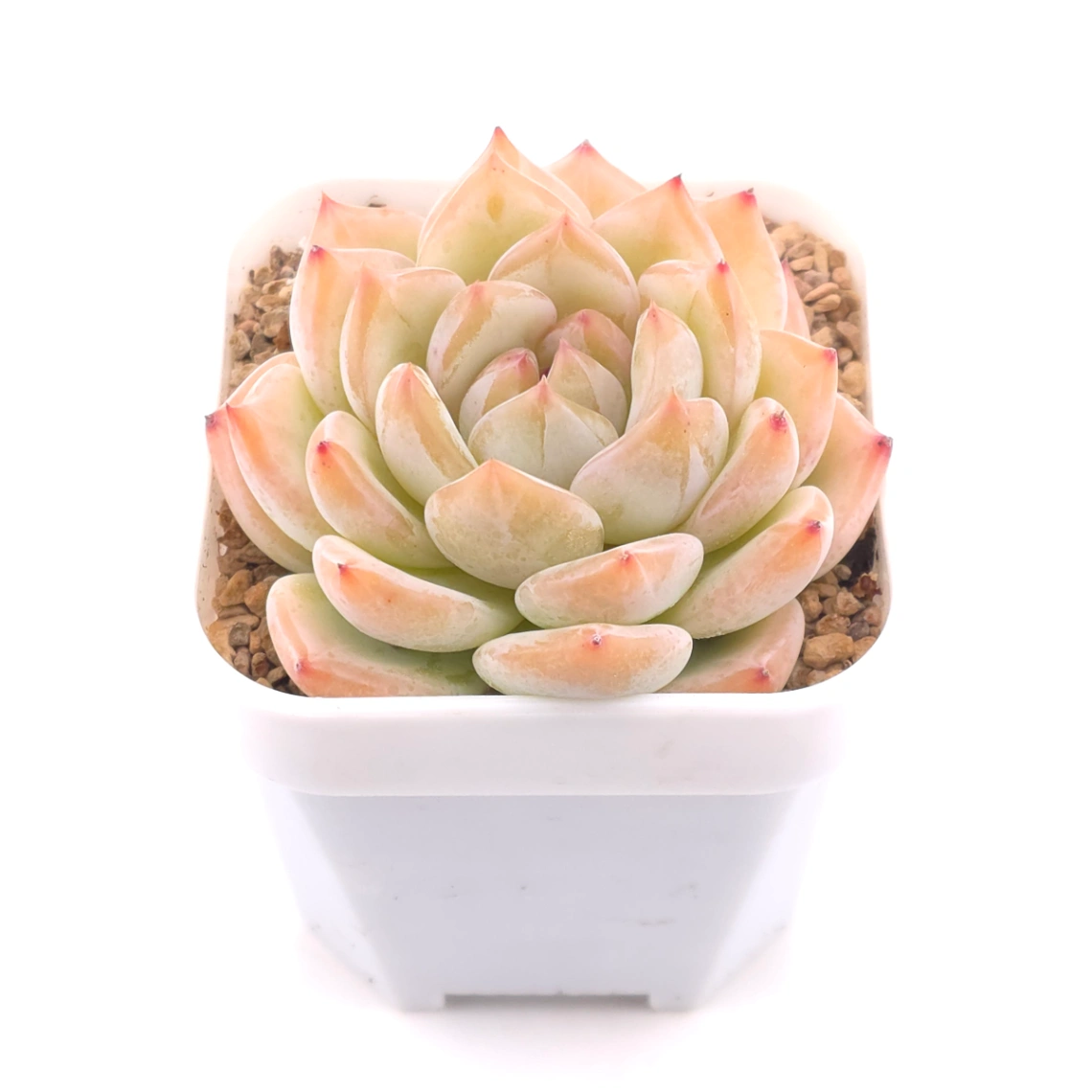 Echeveria ‘Star Snow’ | 星雪 thumbnail 2