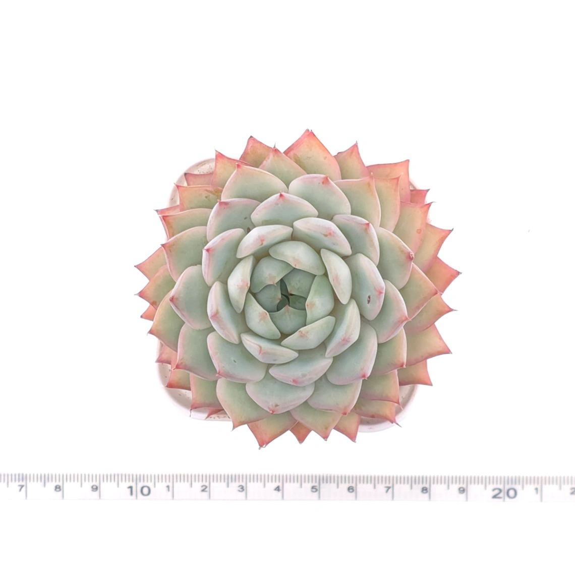 Echeveria ‘Tippy’ | 蒂比 thumbnail 4