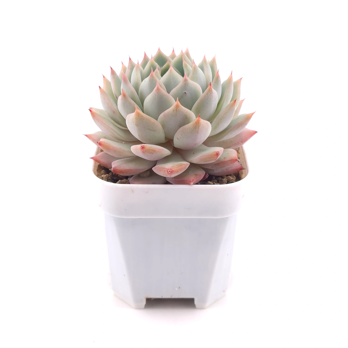 Echeveria ‘Tippy’ | 蒂比 thumbnail 3