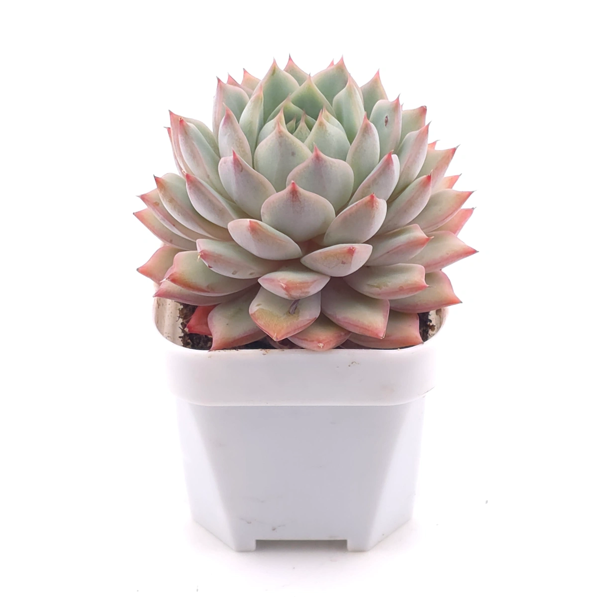 Echeveria ‘Tippy’ | 蒂比 thumbnail 3