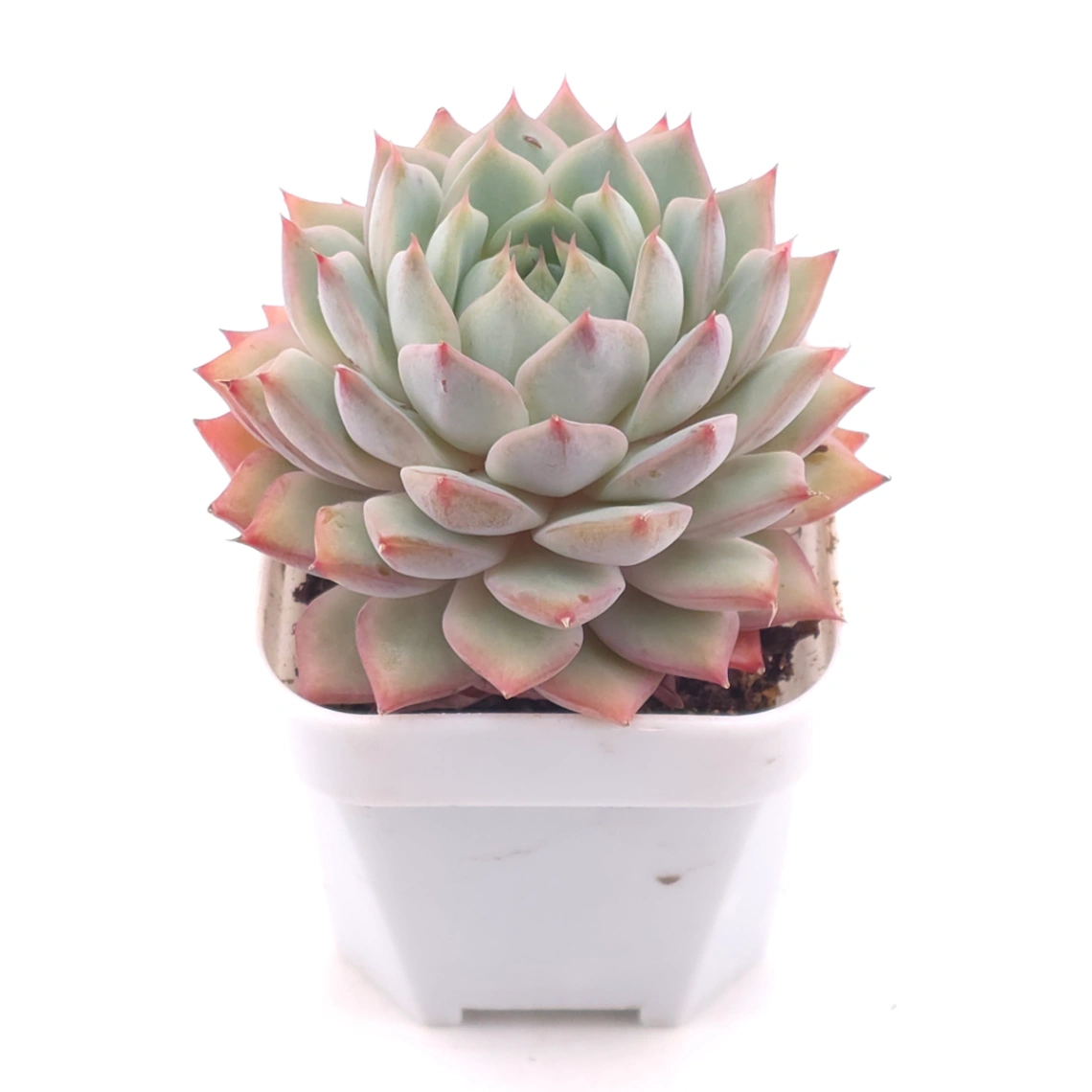 Echeveria ‘Tippy’ | 蒂比 thumbnail 2