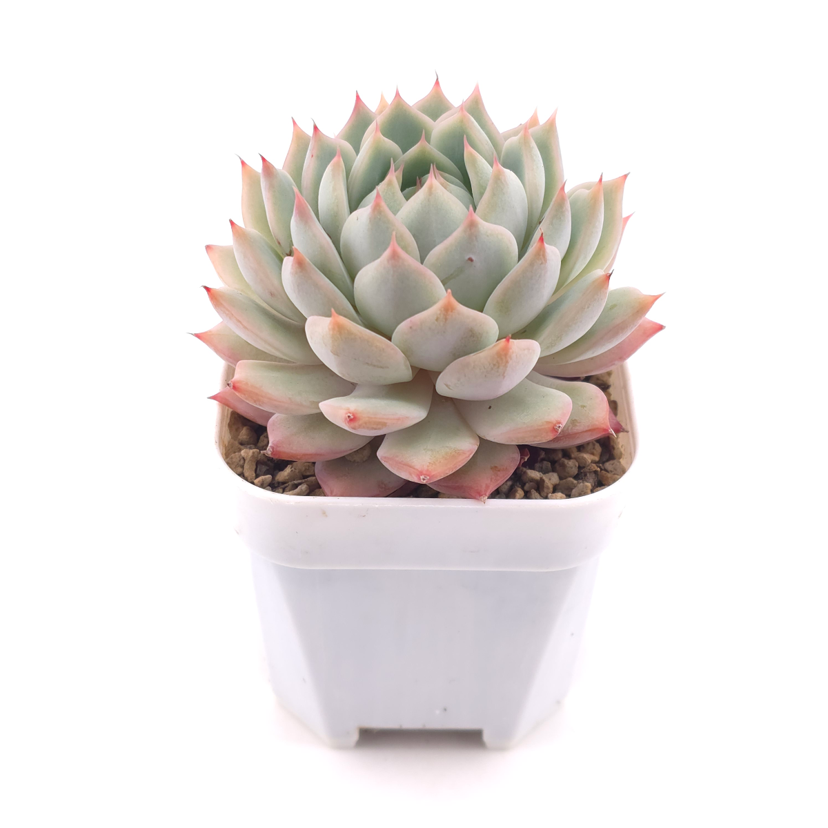 Echeveria ‘Tippy’ | 蒂比 thumbnail 2