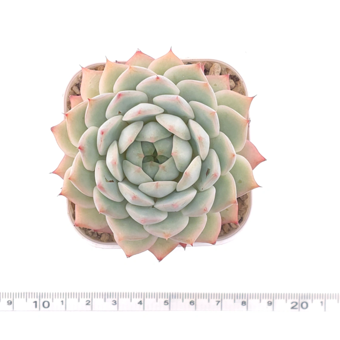 Echeveria ‘Tippy’ | 蒂比 thumbnail 4