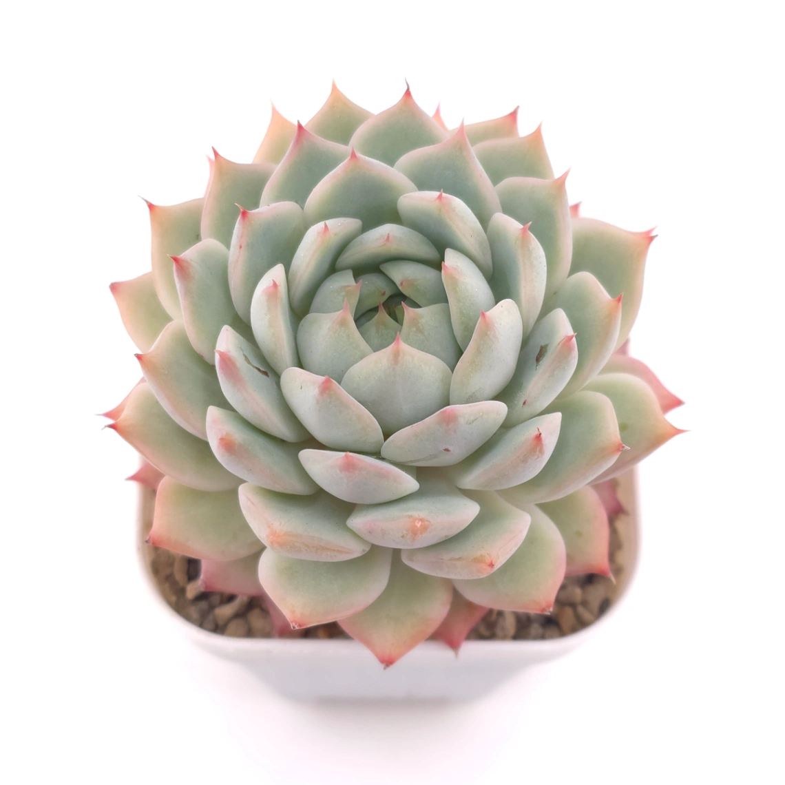 Echeveria ‘Tippy’ | 蒂比