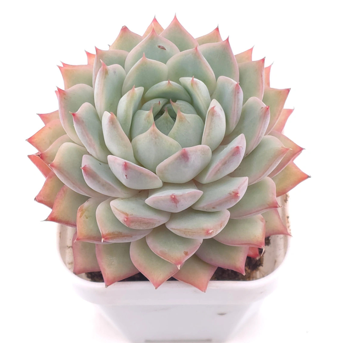 Echeveria ‘Tippy’ | 蒂比 - View 1