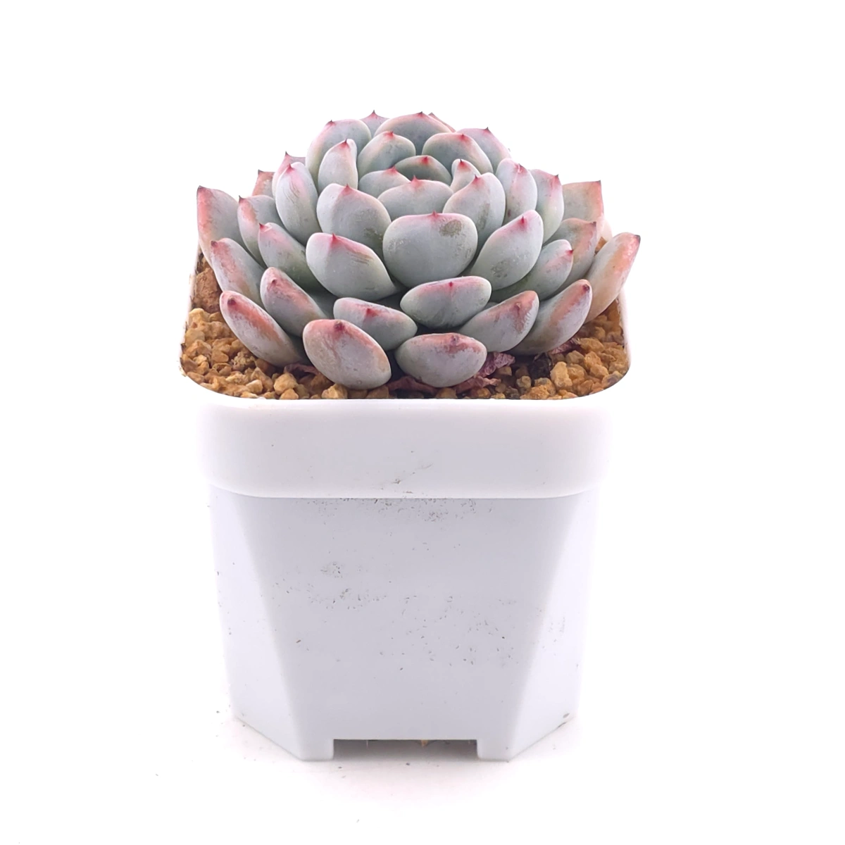 Echeveria ‘Viyant’ | 比安特雪爪 thumbnail 3