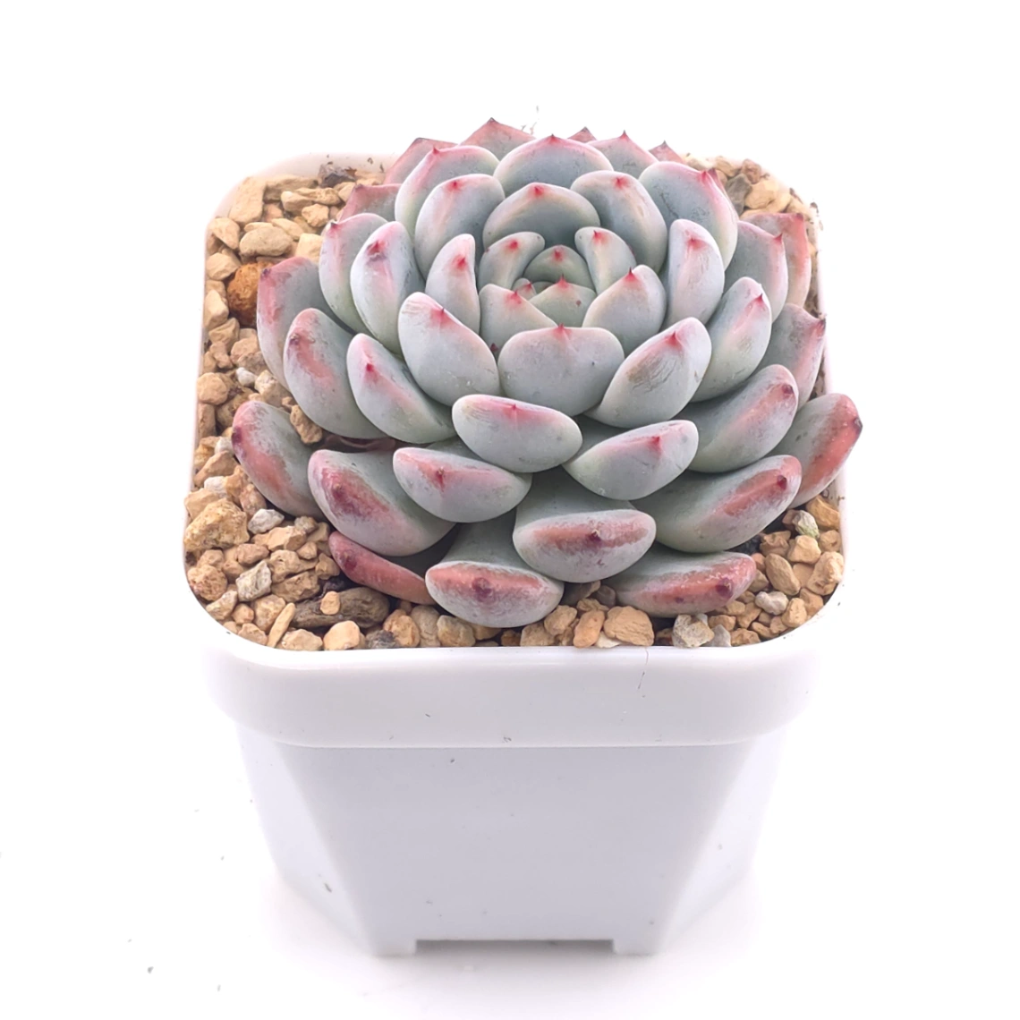 Echeveria ‘Viyant’ | 比安特雪爪 thumbnail 2