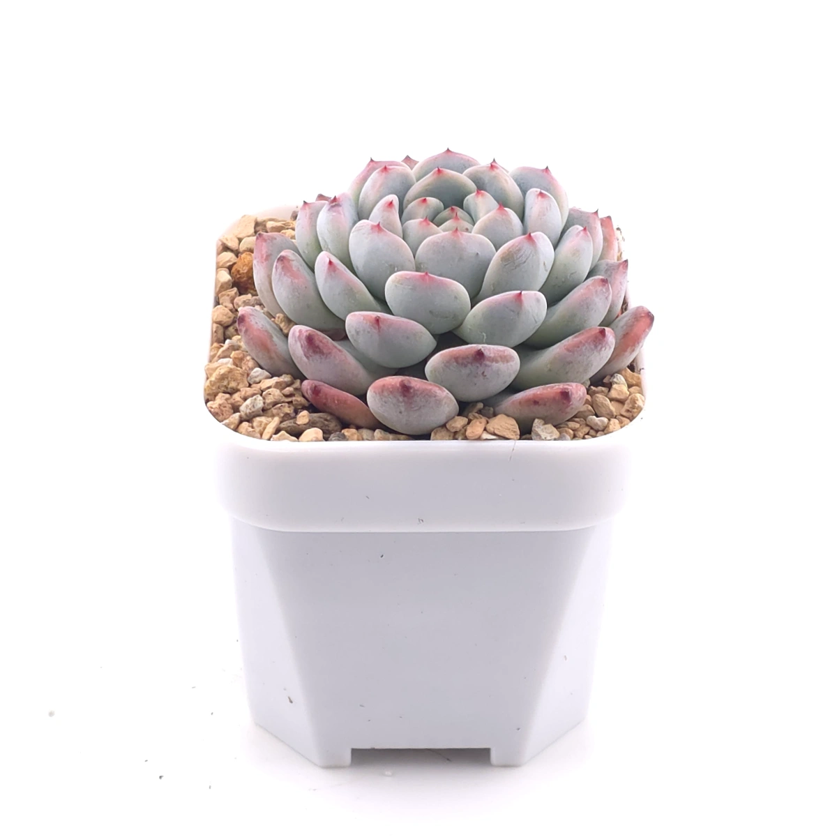 Echeveria ‘Viyant’ | 比安特雪爪 thumbnail 3