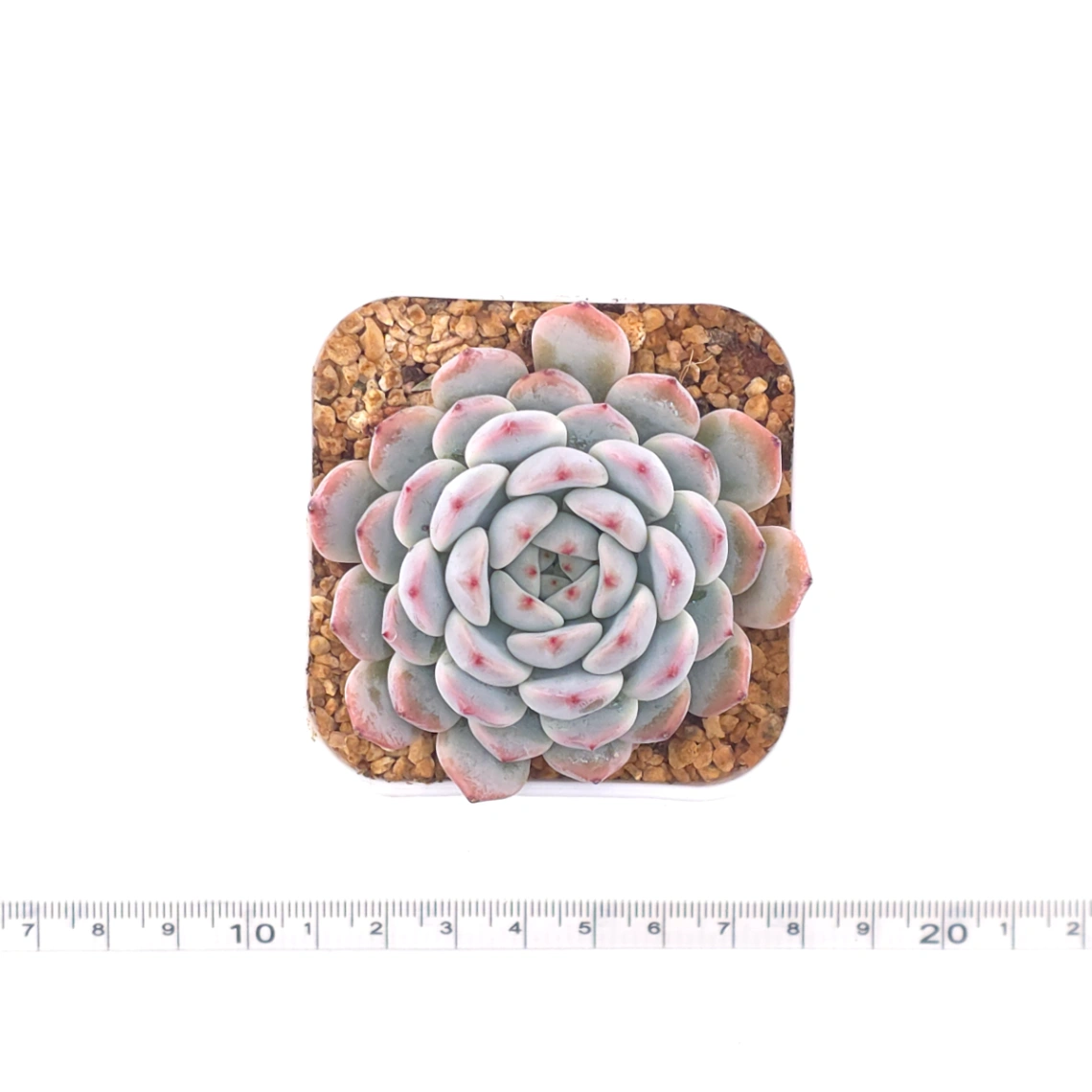 Echeveria ‘Viyant’ | 比安特雪爪 thumbnail 4