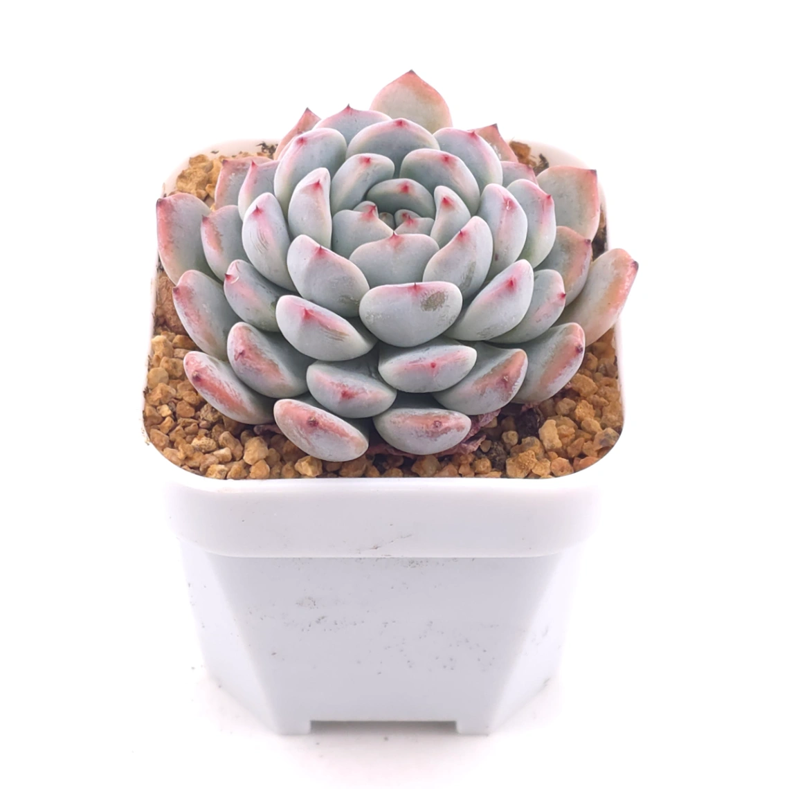 Echeveria ‘Viyant’ | 比安特雪爪 thumbnail 2