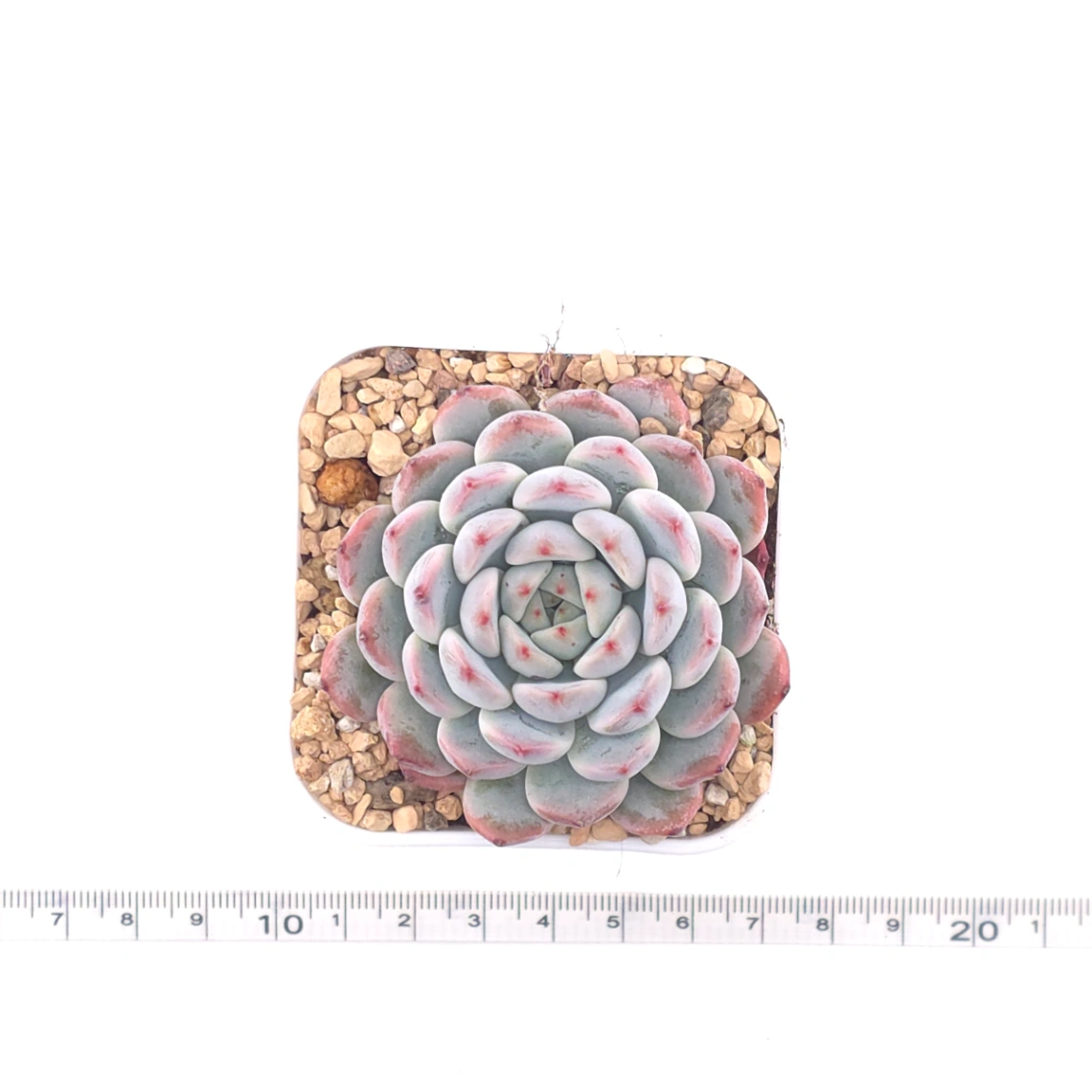 Echeveria ‘Viyant’ | 比安特雪爪 thumbnail 4