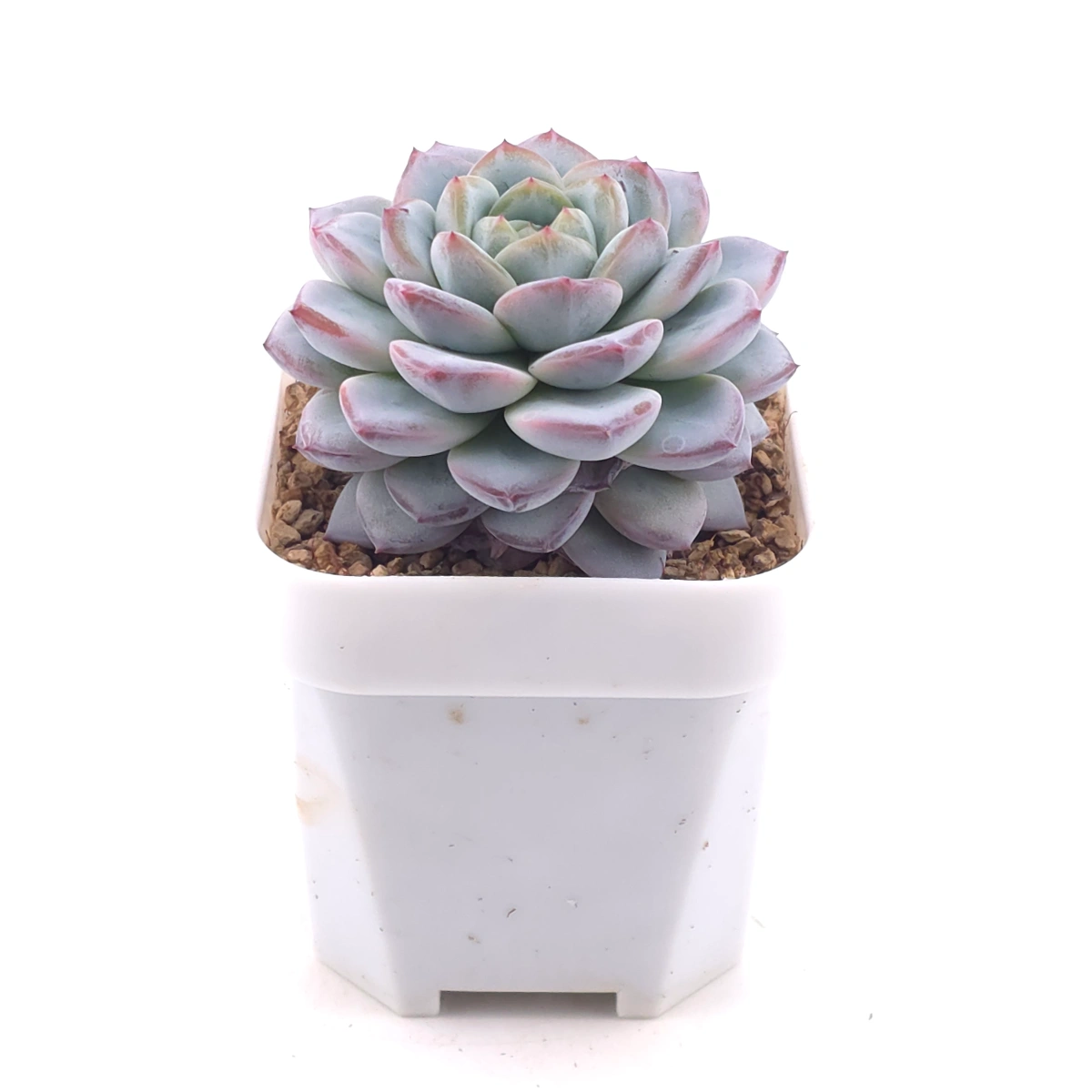 Echeveria ‘Werther’ | 維特 thumbnail 3