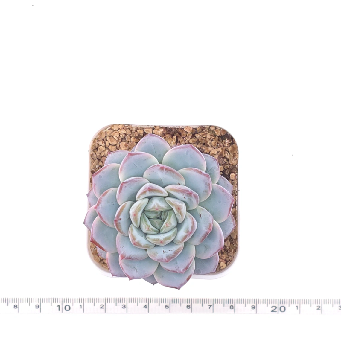 Echeveria ‘Werther’ | 維特 thumbnail 4