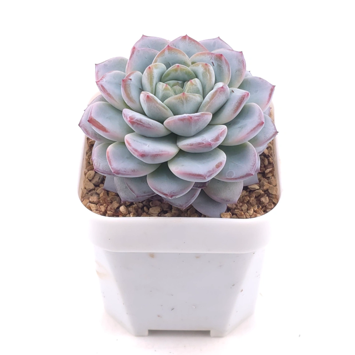 Echeveria ‘Werther’ | 維特 thumbnail 2