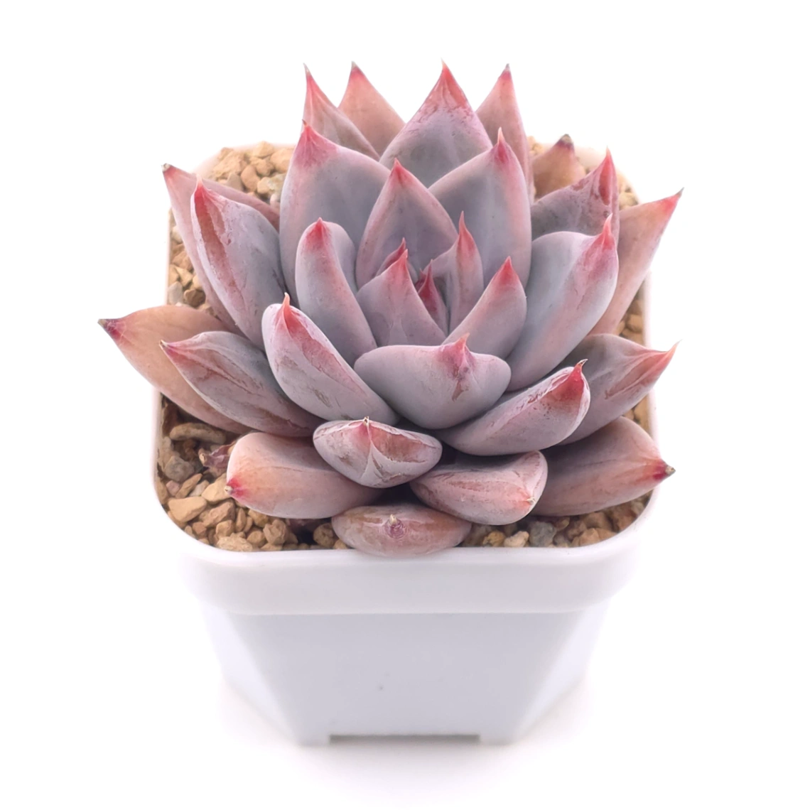 Echeveria ‘Zodiac Sign’ | 星辰之戀 thumbnail 2
