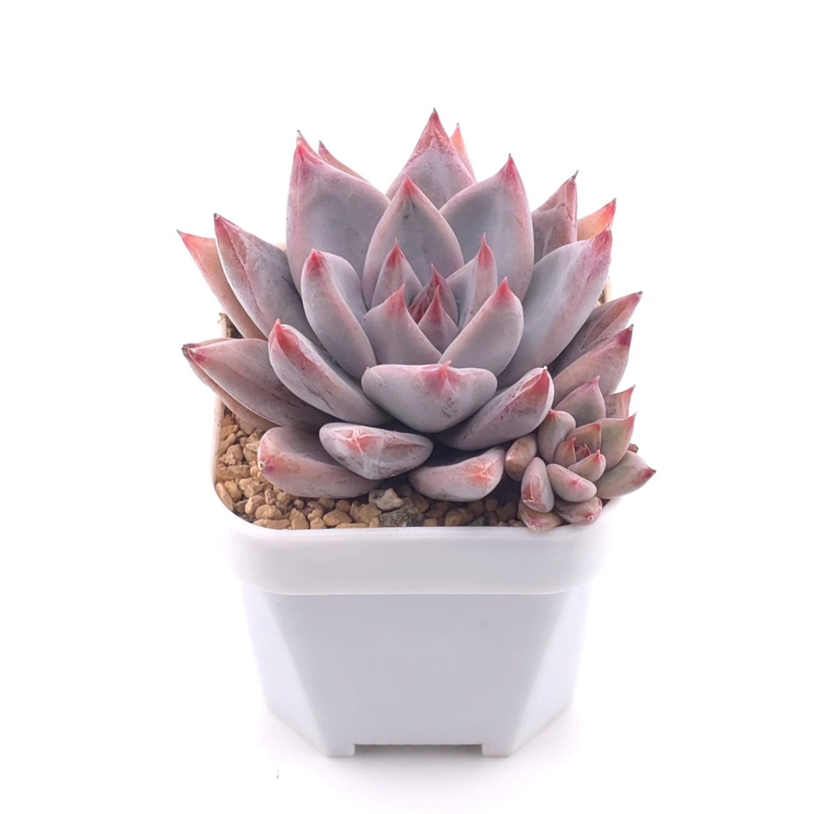 Echeveria ‘Zodiac Sign’ | 星辰之戀 thumbnail 2
