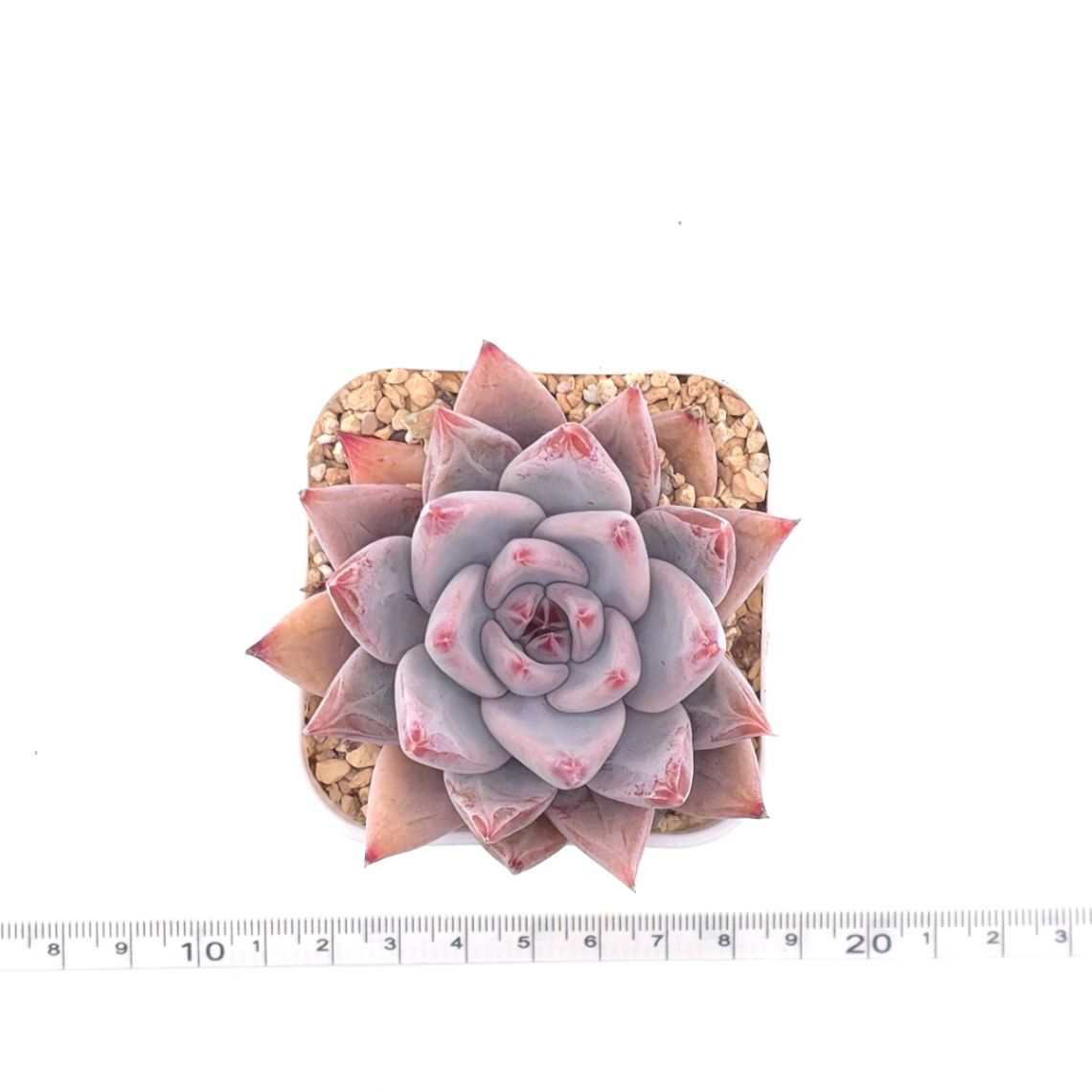 Echeveria ‘Zodiac Sign’ | 星辰之戀 thumbnail 4