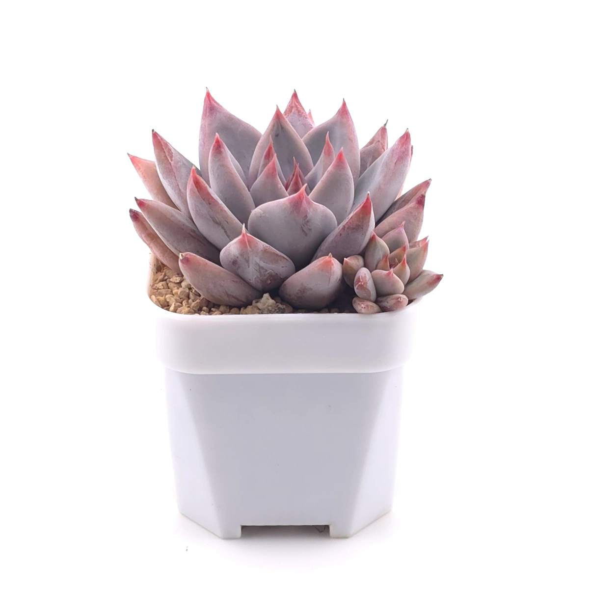 Echeveria ‘Zodiac Sign’ | 星辰之戀 thumbnail 3