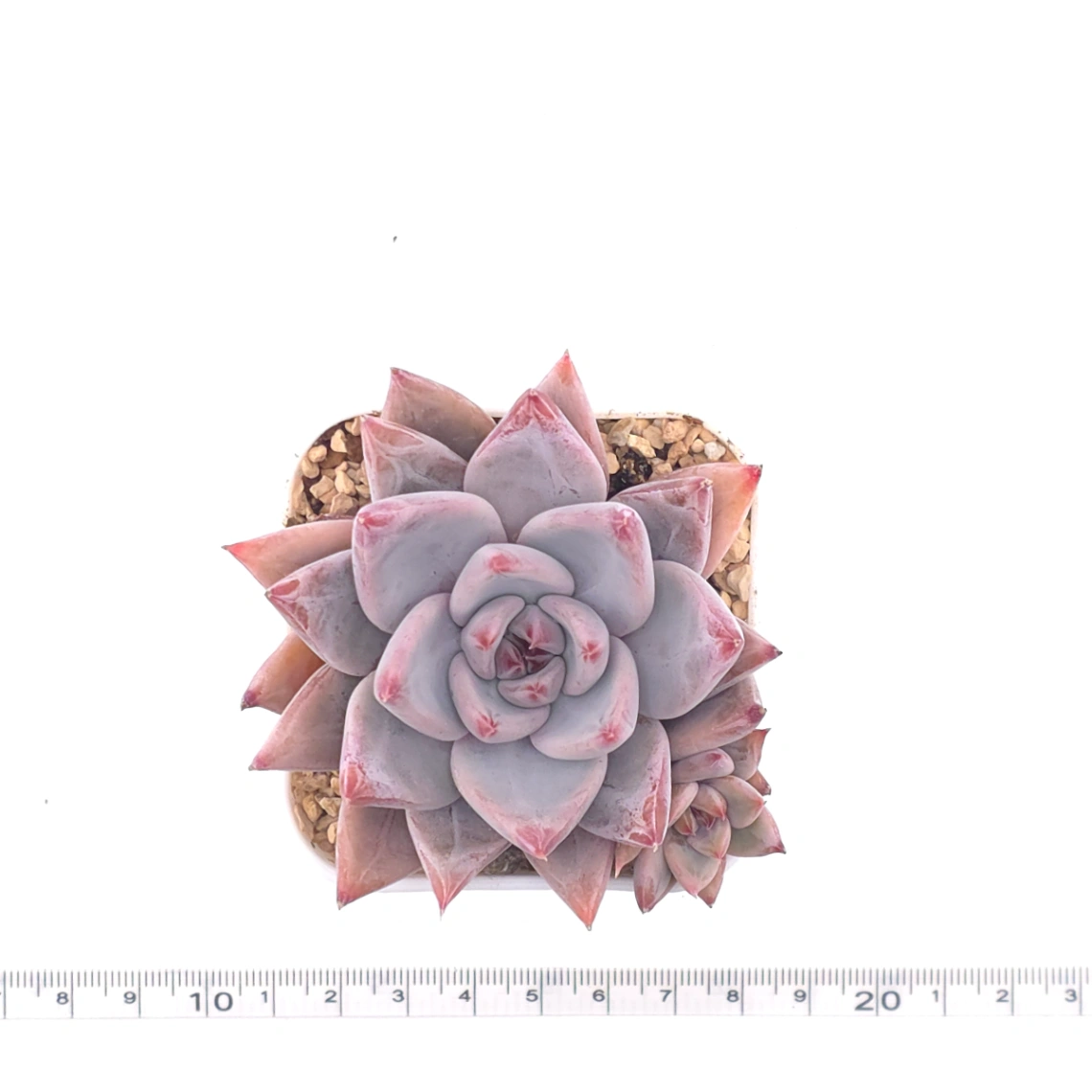 Echeveria ‘Zodiac Sign’ | 星辰之戀 thumbnail 4
