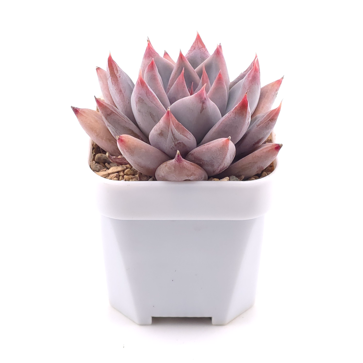 Echeveria ‘Zodiac Sign’ | 星辰之戀 thumbnail 3