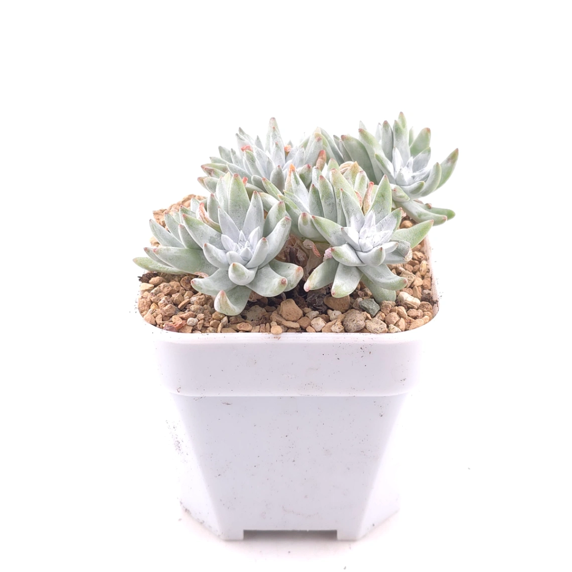 Dudleya gnoma | 白菊 thumbnail 3