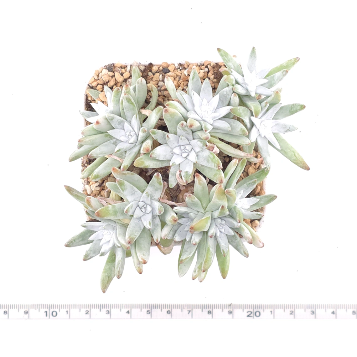 Dudleya gnoma | 白菊 thumbnail 4