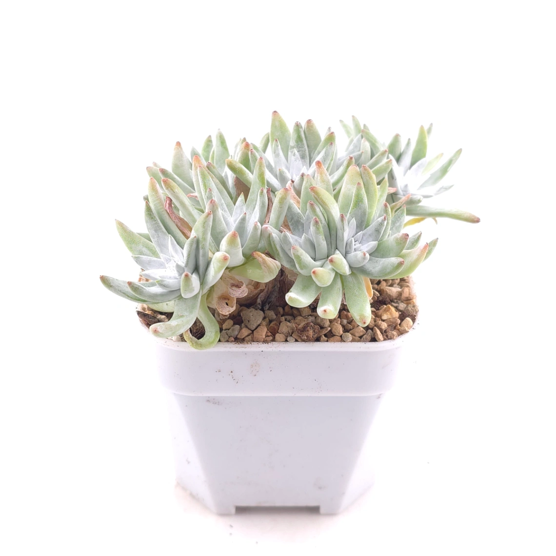 Dudleya gnoma | 白菊 thumbnail 3