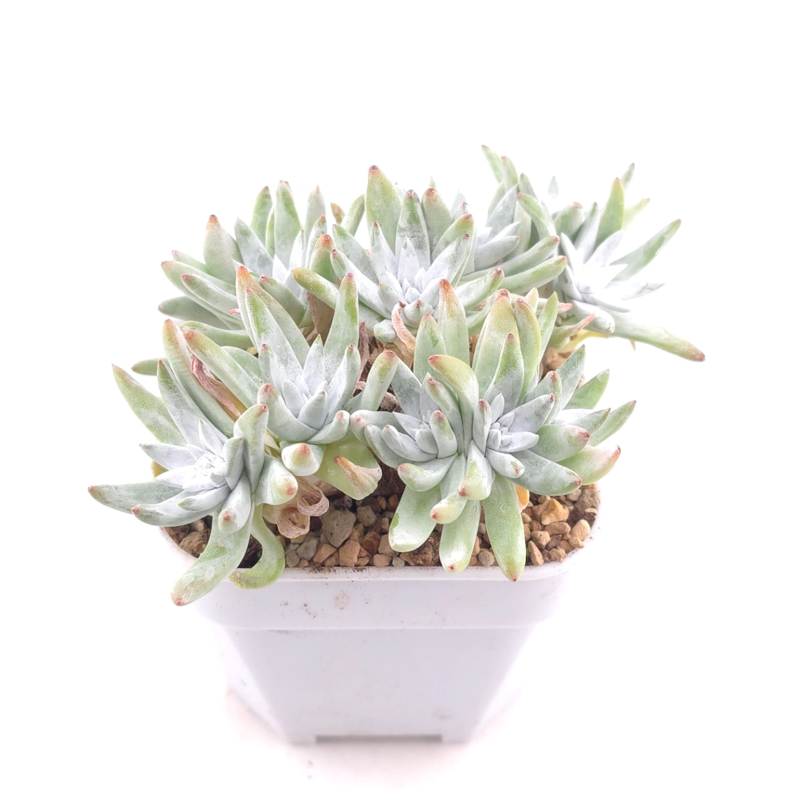 Dudleya gnoma | 白菊 thumbnail 2