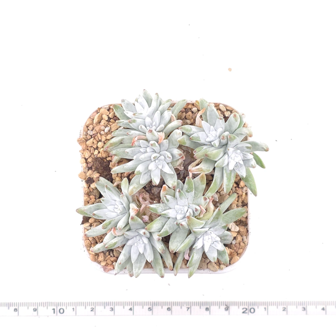 Dudleya gnoma | 白菊 thumbnail 5