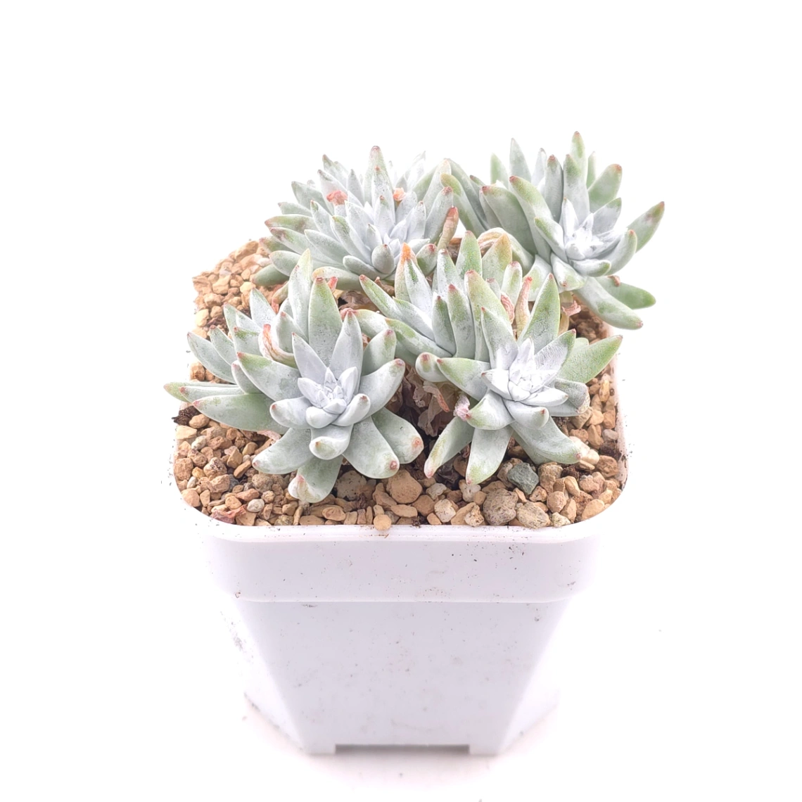 Dudleya gnoma | 白菊 thumbnail 2