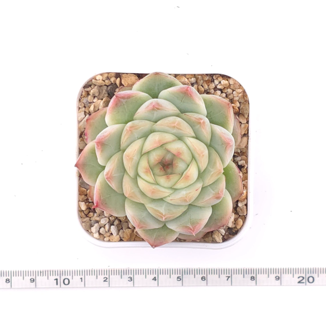 Echeveria agavoides spp. | 冬雲雜 thumbnail 4