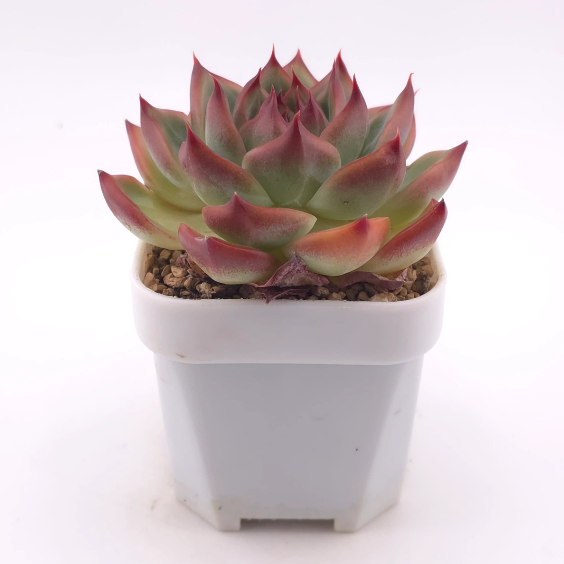 Echeveria agavoides spp. | 冬雲雜 thumbnail 3