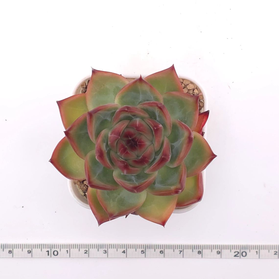 Echeveria agavoides spp. | 冬雲雜 thumbnail 4