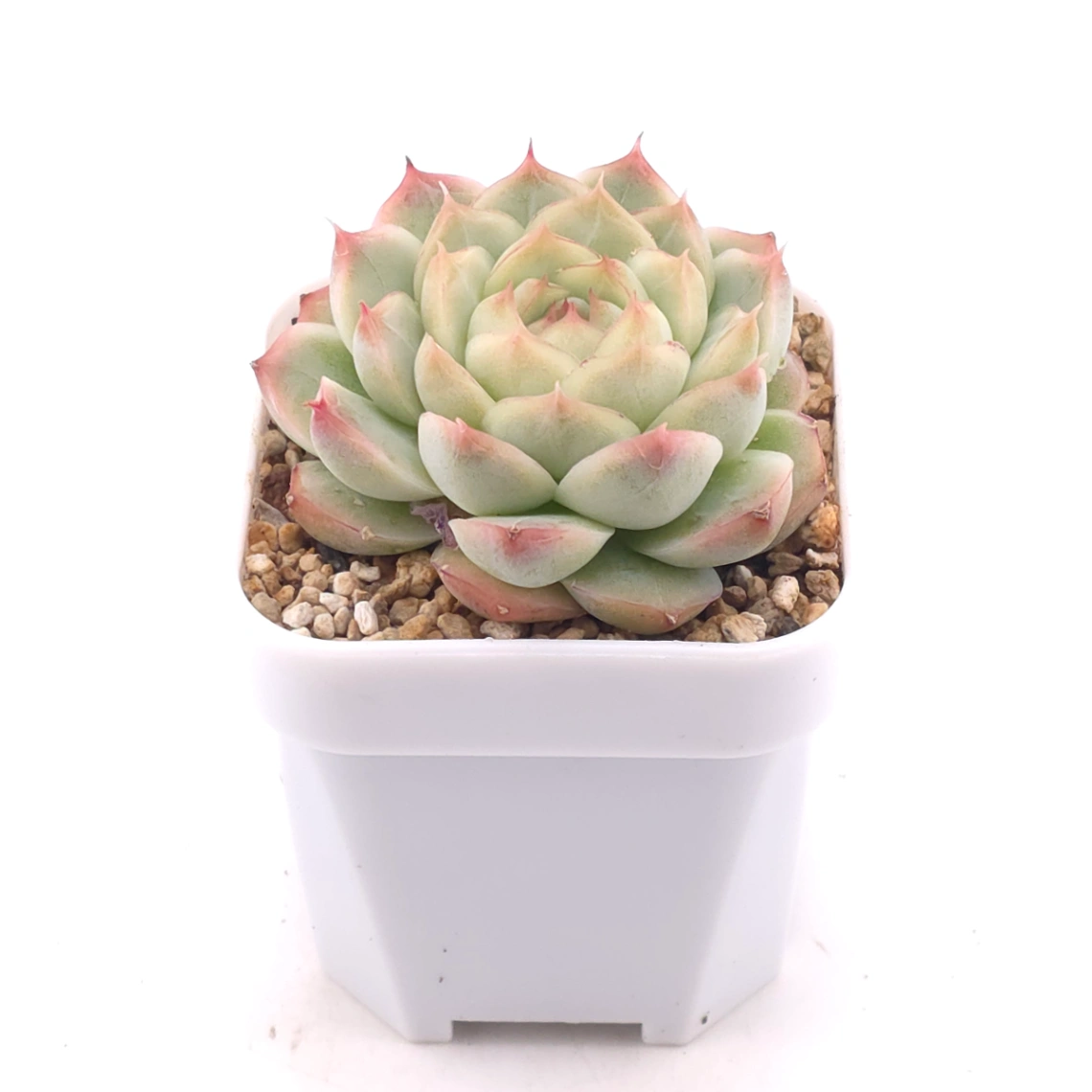 Echeveria agavoides spp. | 冬雲雜 thumbnail 2