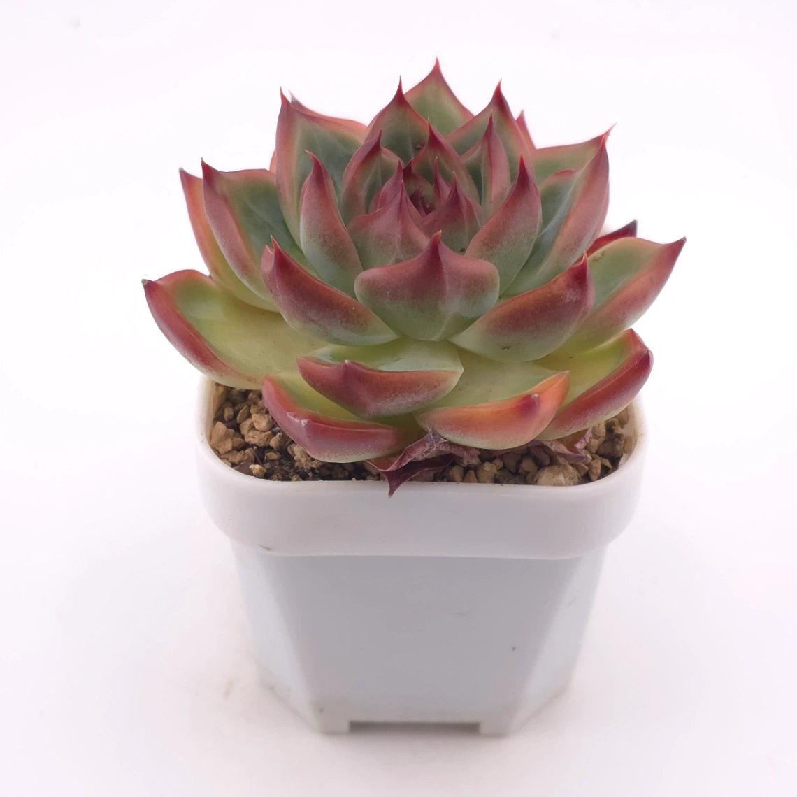 Echeveria agavoides spp. | 冬雲雜 thumbnail 2
