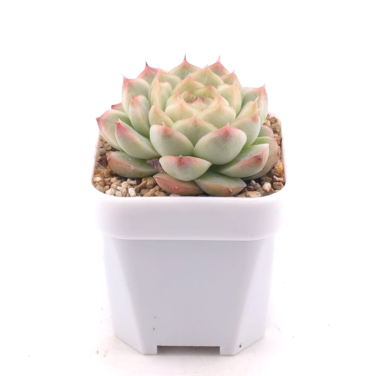 Echeveria agavoides spp. | 冬雲雜 thumbnail 3
