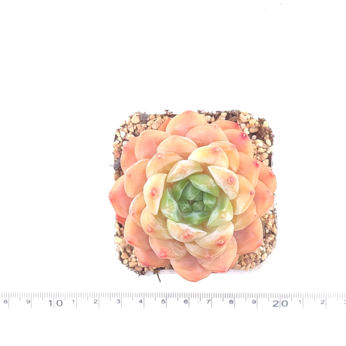 Echeveria ‘All Star’ | 全明星 thumbnail 4