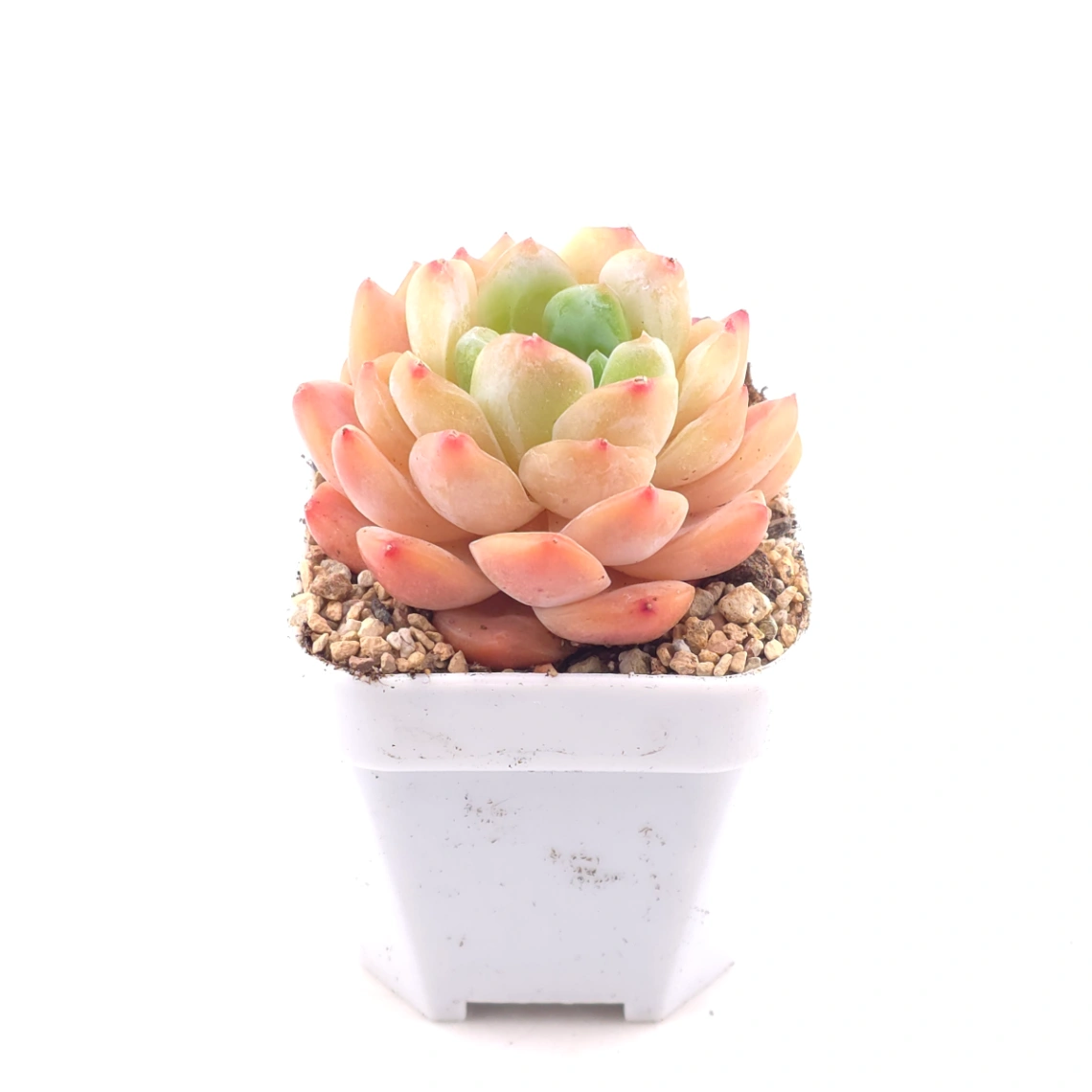 Echeveria ‘All Star’ | 全明星 thumbnail 3