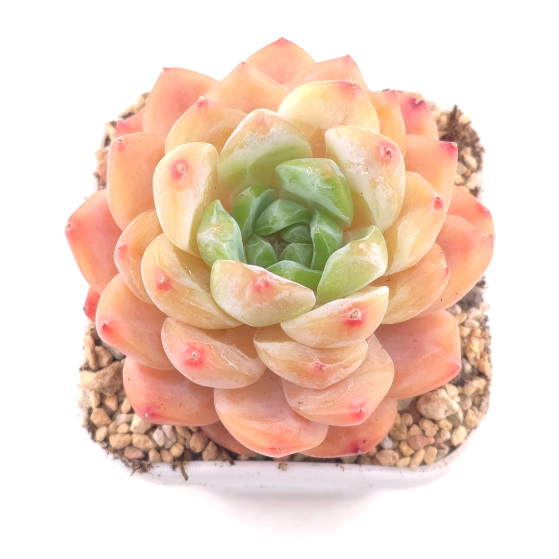 Echeveria ‘All Star’ | 全明星 - View 1