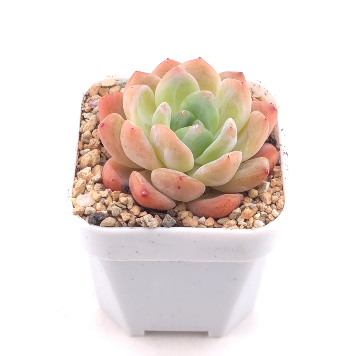 Echeveria ‘All Star’ | 全明星 thumbnail 2