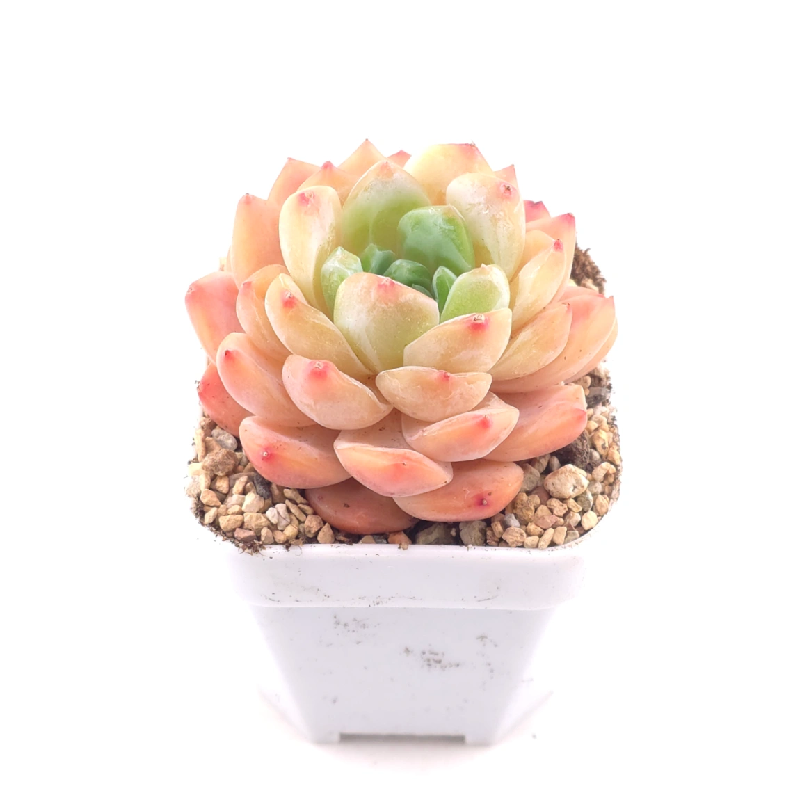 Echeveria ‘All Star’ | 全明星 thumbnail 2
