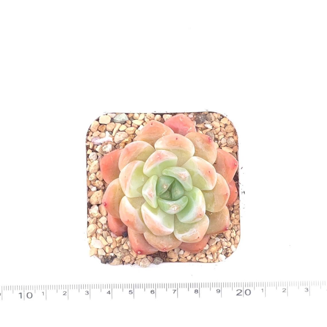 Echeveria ‘All Star’ | 全明星 thumbnail 4