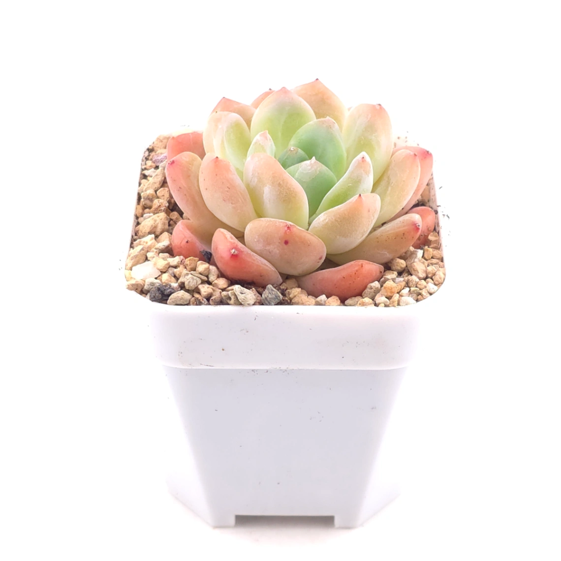 Echeveria ‘All Star’ | 全明星 thumbnail 3