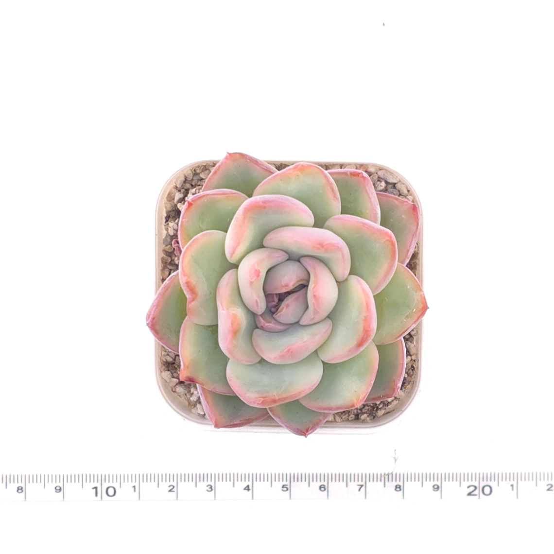 Echeveria ‘Amabeier’ / ‘Amabile’ | 油泡芙 thumbnail 4