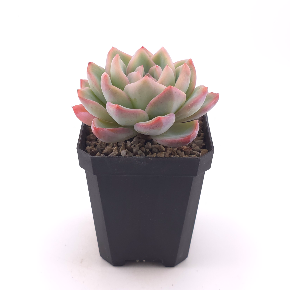 Echeveria ‘Amabeier’ / ‘Amabile’ | 油泡芙 thumbnail 3