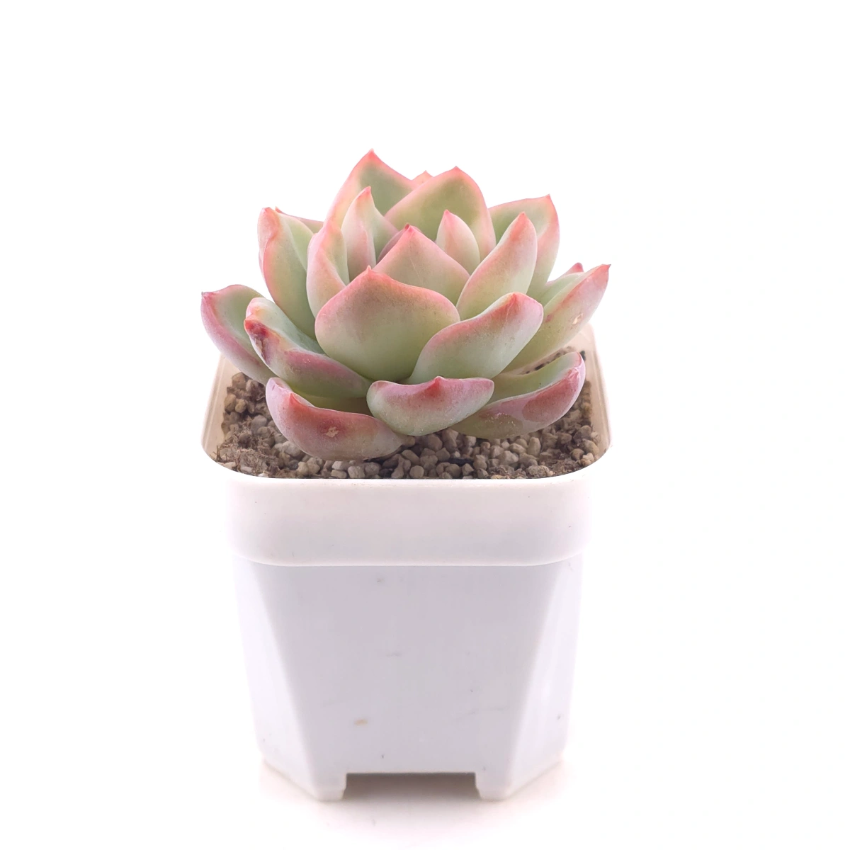 Echeveria ‘Amabeier’ / ‘Amabile’ | 油泡芙 thumbnail 3