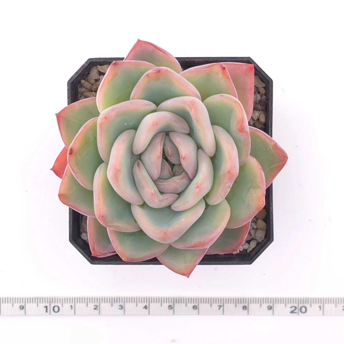 Echeveria ‘Amabeier’ / ‘Amabile’ | 油泡芙 thumbnail 4