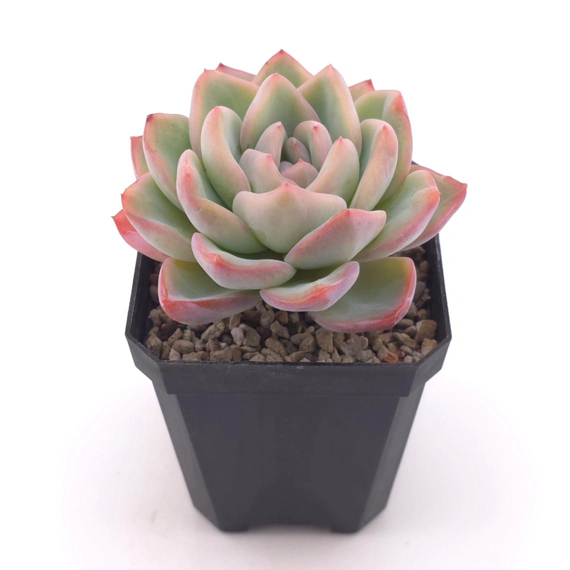 Echeveria ‘Amabeier’ / ‘Amabile’ | 油泡芙 thumbnail 2